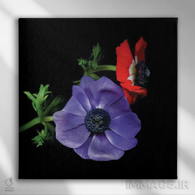 تابلو دکوراتیو شقایق های دریایی دوم اثر مگدا ایندیگو - نمای روبهرو روی دیوار