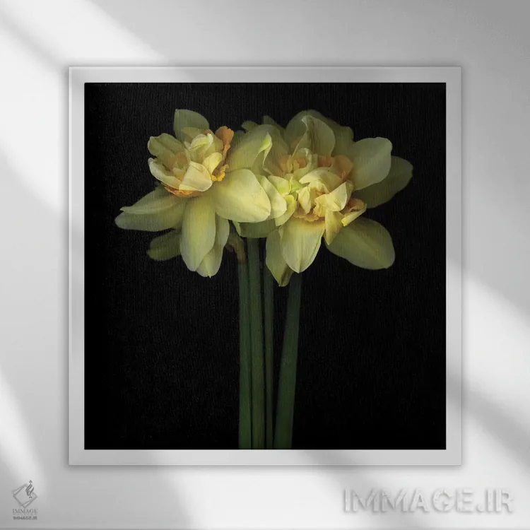 تابلو دکوراتیو نرگس دولایه نهم اثر مگدا ایندیگو - نمای قابدار سفید