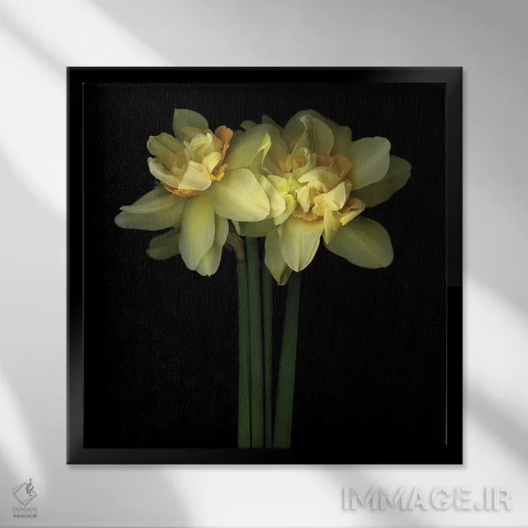 تابلو دکوراتیو نرگس دولایه نهم اثر مگدا ایندیگو - نمای قابدار مشکی