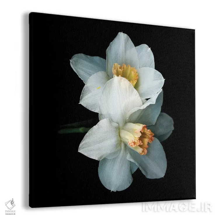 تابلو دکوراتیو نرگس ویژه پنجم اثر مگدا ایندیگو - نمای پرسپکتیو محصول