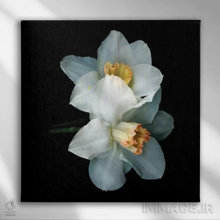 تابلو دکوراتیو نرگس ویژه پنجم اثر مگدا ایندیگو - نمای روبهرو روی دیوار