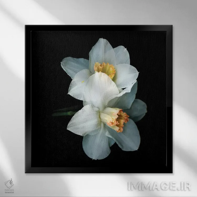 تابلو دکوراتیو نرگس ویژه پنجم اثر مگدا ایندیگو - نمای قابدار مشکی