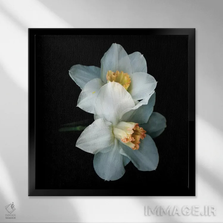 تابلو دکوراتیو نرگس ویژه پنجم اثر مگدا ایندیگو - نمای قابدار مشکی