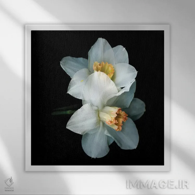 تابلو دکوراتیو نرگس ویژه پنجم اثر مگدا ایندیگو - نمای قابدار سفید