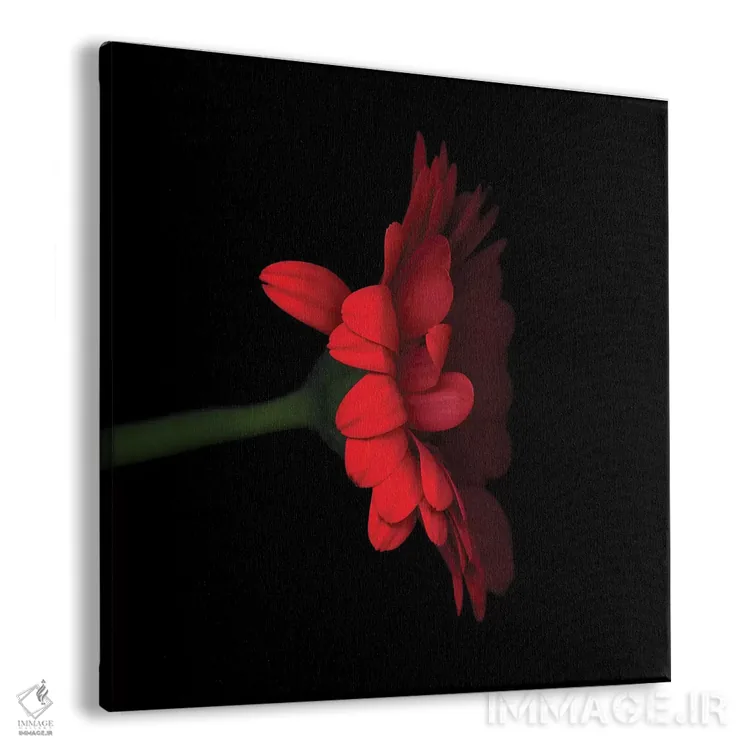 تابلو دکوراتیو ژربرا قرمز پنجم اثر مگدا ایندیگو - نمای پرسپکتیو محصول