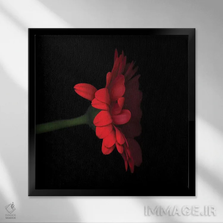 تابلو دکوراتیو ژربرا قرمز پنجم اثر مگدا ایندیگو - نمای قابدار مشکی