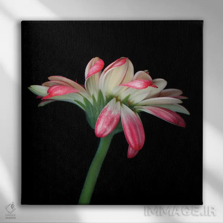 تابلو دکوراتیو ژربرا ششم اثر مگدا ایندیگو - نمای روبهرو روی دیوار