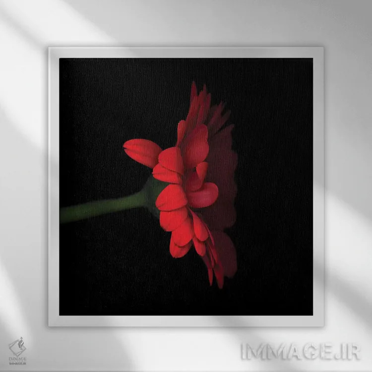 تابلو دکوراتیو ژربرا قرمز پنجم اثر مگدا ایندیگو - نمای قابدار سفید