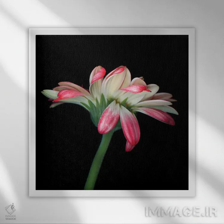 تابلو دکوراتیو ژربرا ششم اثر مگدا ایندیگو - نمای قابدار سفید