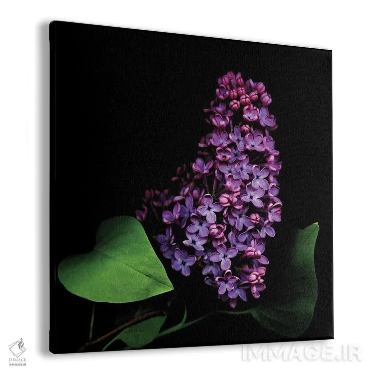 تابلو دکوراتیو یاس بنفش دوم اثر مگدا ایندیگو - نمای پرسپکتیو محصول