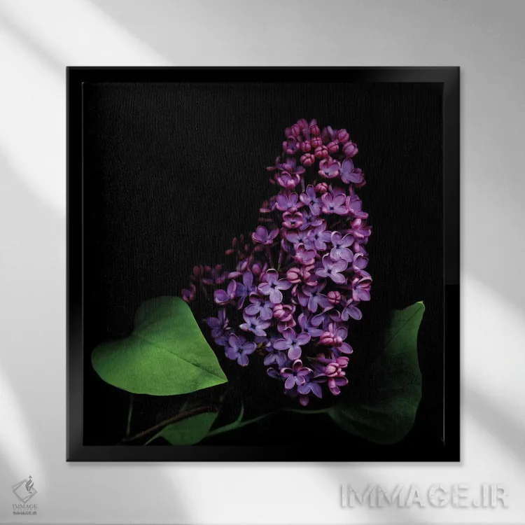 تابلو دکوراتیو یاس بنفش دوم اثر مگدا ایندیگو - نمای قابدار مشکی