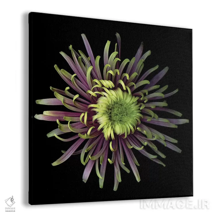 تابلو دکوراتیو داوودی ویژه اول اثر مگدا ایندیگو - نمای پرسپکتیو محصول