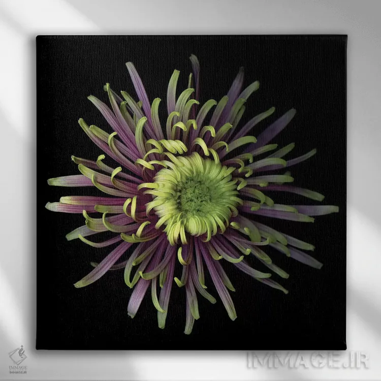 تابلو دکوراتیو داوودی ویژه اول اثر مگدا ایندیگو - نمای روبهرو روی دیوار