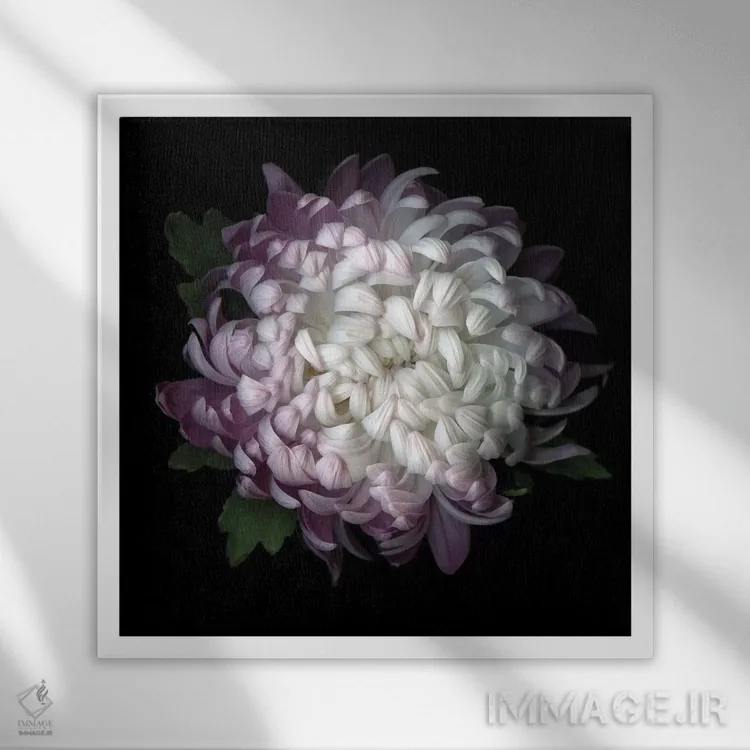 تابلو دکوراتیو داوودی بنفش چهارم اثر مگدا ایندیگو - نمای قابدار سفید