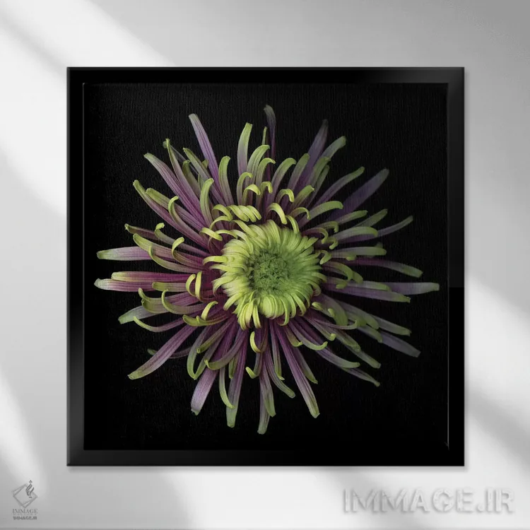 تابلو دکوراتیو داوودی ویژه اول اثر مگدا ایندیگو - نمای قابدار مشکی