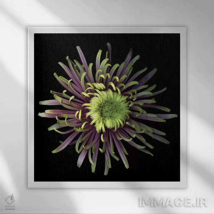 تابلو دکوراتیو داوودی ویژه اول اثر مگدا ایندیگو - نمای قابدار سفید