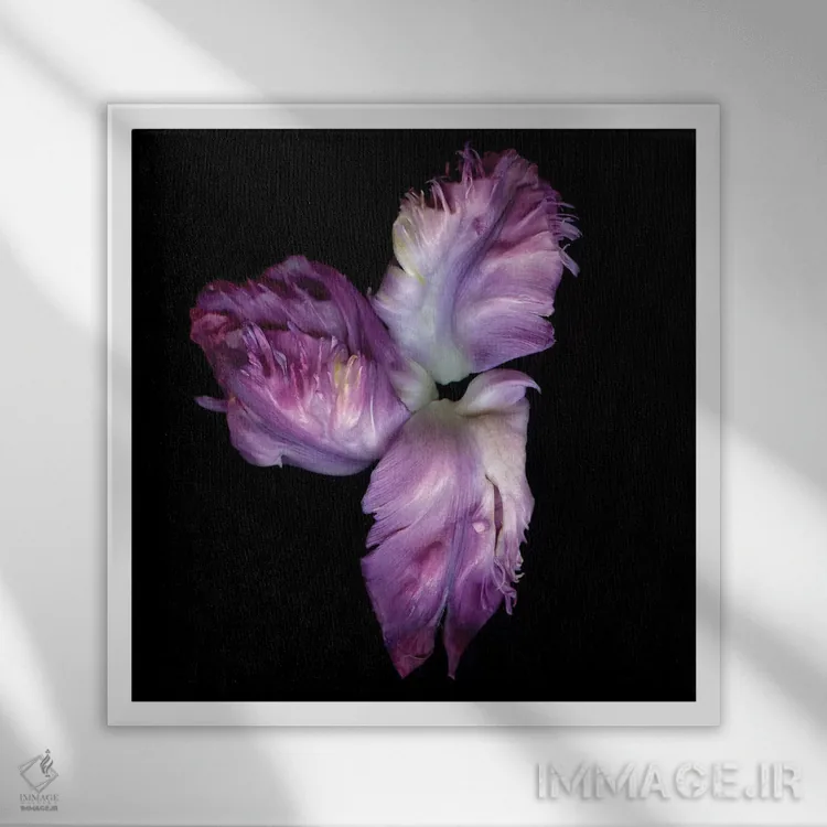 تابلو دکوراتیو طوطی بنفش چهارم اثر مگدا ایندیگو - نمای قابدار سفید