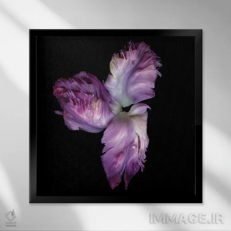 تابلو دکوراتیو طوطی بنفش چهارم اثر مگدا ایندیگو - نمای قابدار مشکی