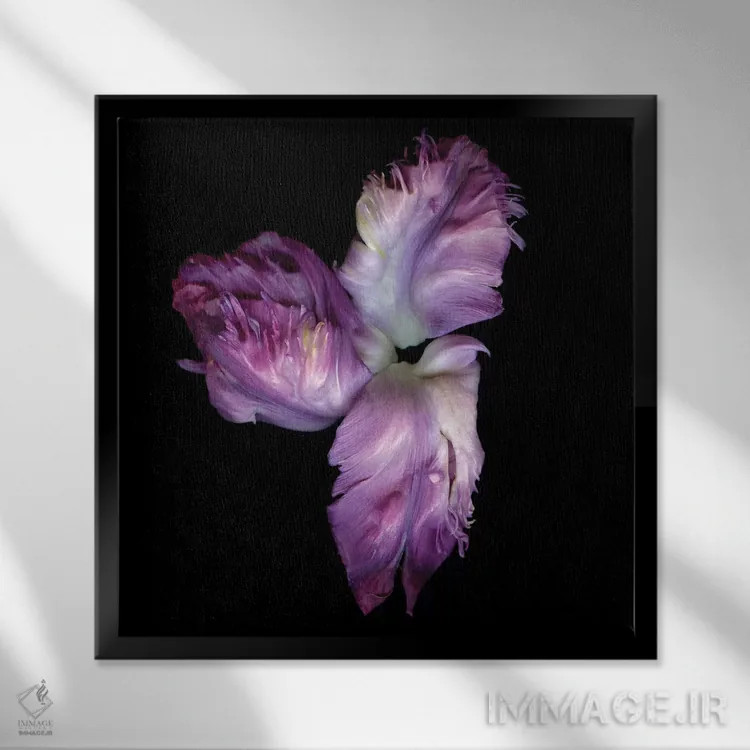 تابلو دکوراتیو طوطی بنفش چهارم اثر مگدا ایندیگو - نمای قابدار مشکی
