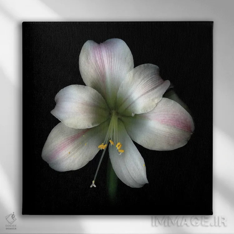 تابلو دکوراتیو آما صورتی دوم اثر مگدا ایندیگو - نمای روبهرو روی دیوار