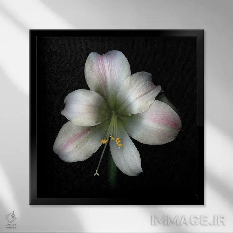 تابلو دکوراتیو آما صورتی دوم اثر مگدا ایندیگو - نمای قابدار مشکی