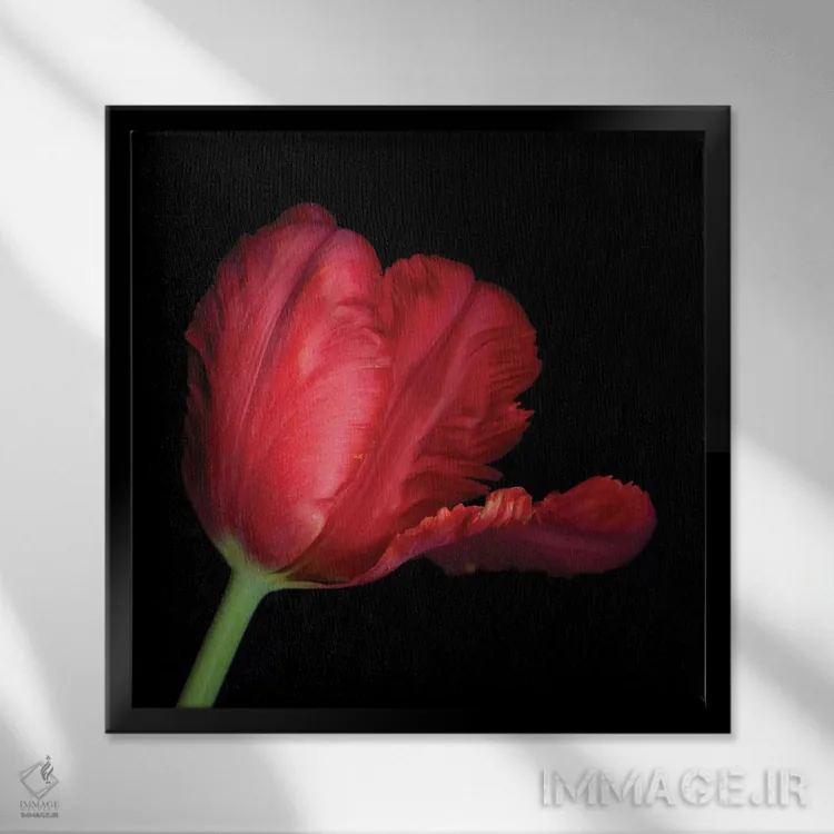 تابلو دکوراتیو طوطی قرمز ششم اثر مگدا ایندیگو - نمای قابدار مشکی