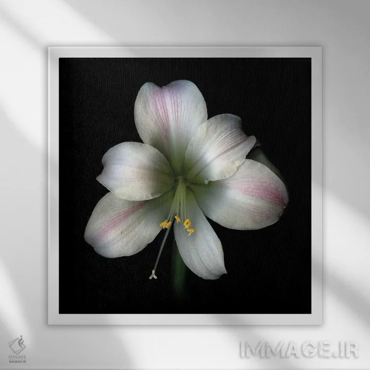 تابلو دکوراتیو آما صورتی دوم اثر مگدا ایندیگو - نمای قابدار سفید