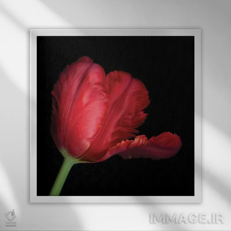 تابلو دکوراتیو طوطی قرمز ششم اثر مگدا ایندیگو - نمای قابدار سفید