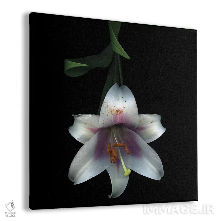 تابلو دکوراتیو سوسن شیپوری صورتی هفتم اثر مگدا ایندیگو - نمای پرسپکتیو محصول