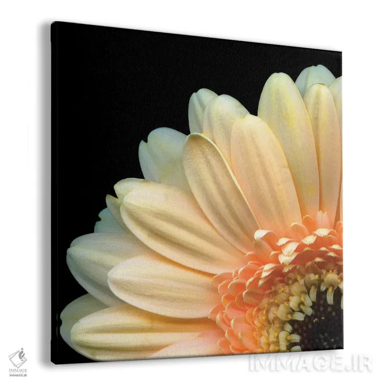 تابلو دکوراتیو ژربرا دزدکی اثر مگدا ایندیگو - نمای پرسپکتیو محصول