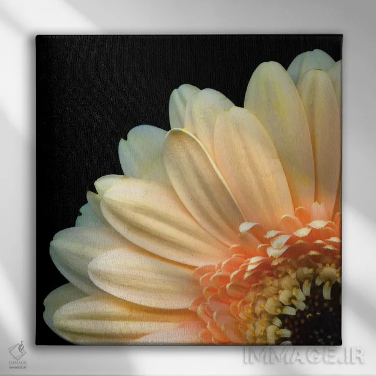 تابلو دکوراتیو ژربرا دزدکی اثر مگدا ایندیگو - نمای روبهرو روی دیوار