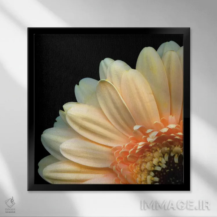 تابلو دکوراتیو ژربرا دزدکی اثر مگدا ایندیگو - نمای قابدار مشکی
