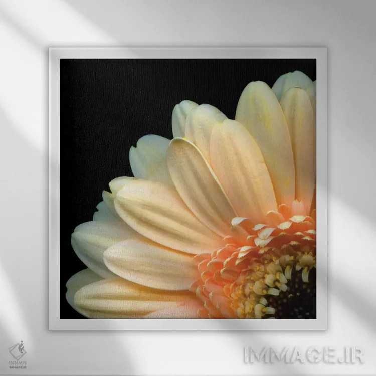 تابلو دکوراتیو ژربرا دزدکی اثر مگدا ایندیگو - نمای قابدار سفید