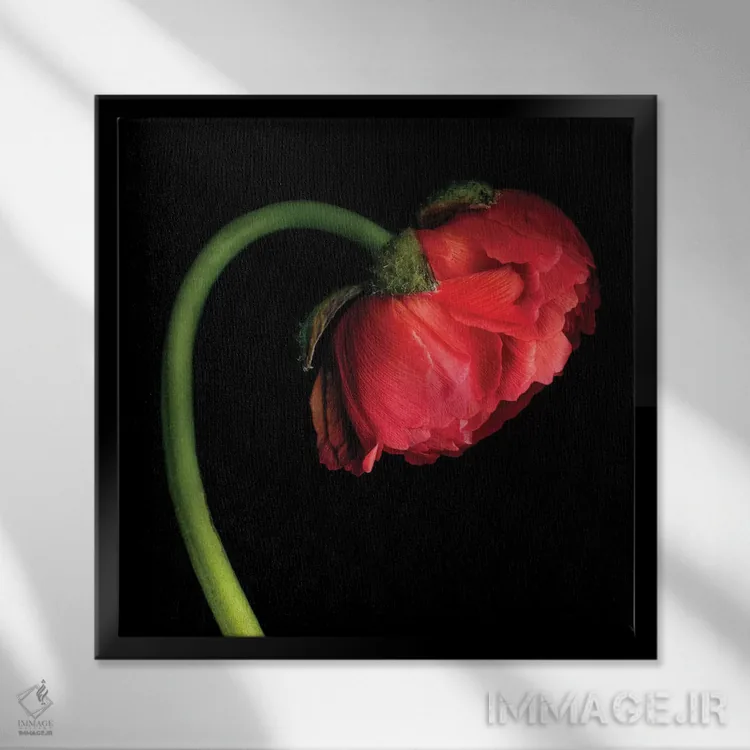 تابلو دکوراتیو آلاله چهل وششم اثر مگدا ایندیگو - نمای قابدار مشکی