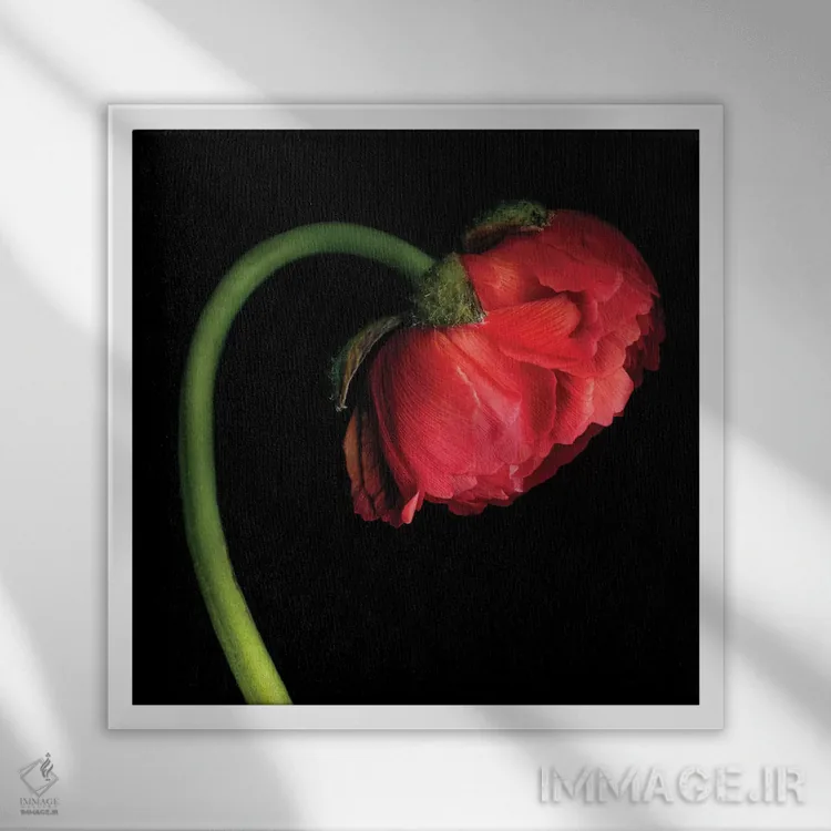 تابلو دکوراتیو آلاله چهل وششم اثر مگدا ایندیگو - نمای قابدار سفید