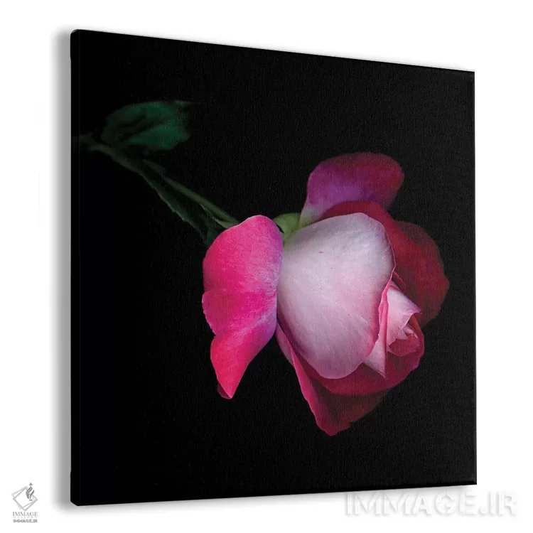 تابلو دکوراتیو رز پنجم اثر مگدا ایندیگو - نمای پرسپکتیو محصول