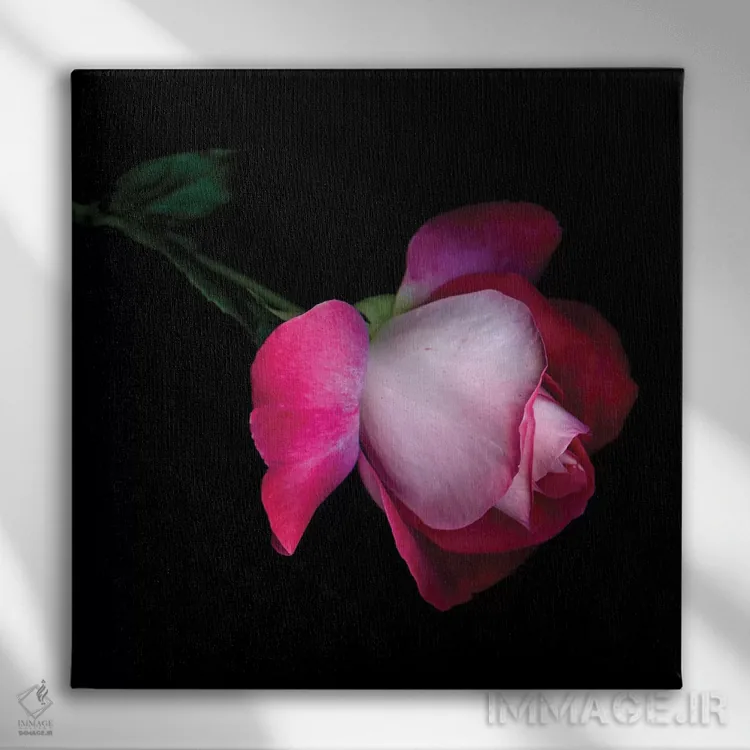 تابلو دکوراتیو رز پنجم اثر مگدا ایندیگو - نمای روبهرو روی دیوار