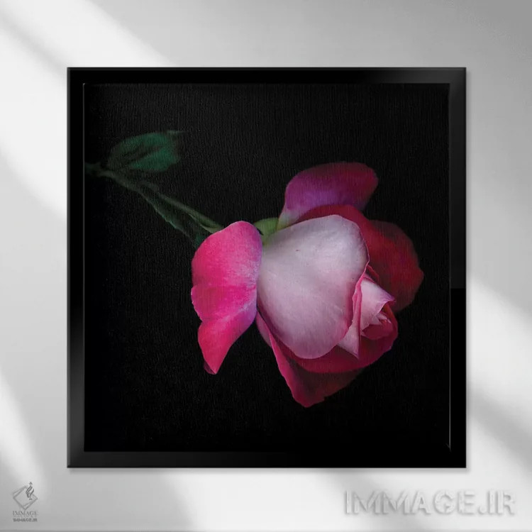 تابلو دکوراتیو رز پنجم اثر مگدا ایندیگو - نمای قابدار مشکی