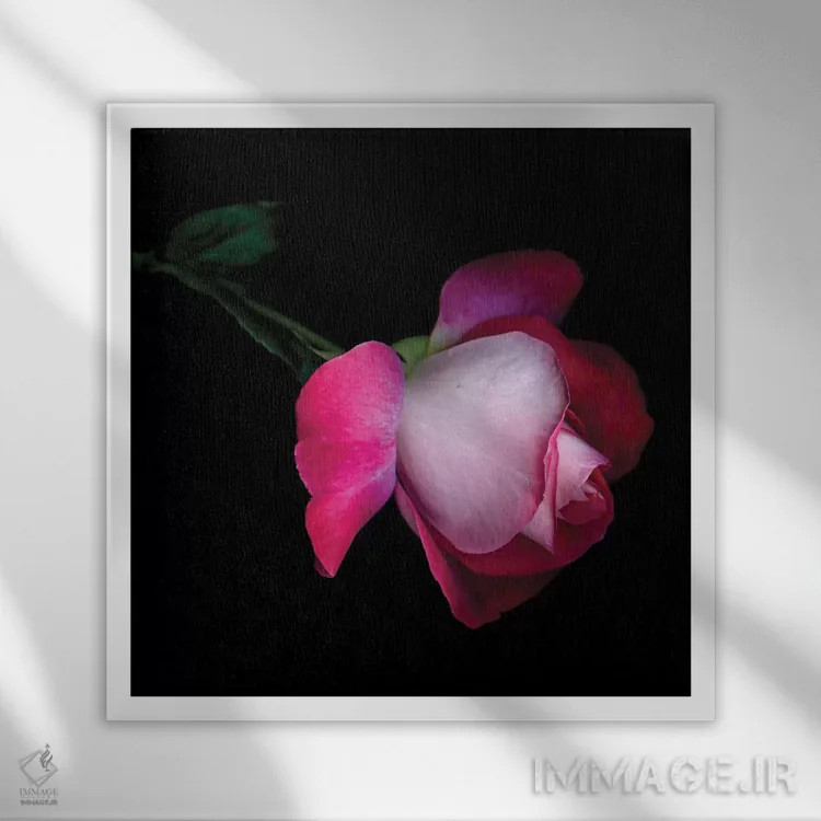 تابلو دکوراتیو رز پنجم اثر مگدا ایندیگو - نمای قابدار سفید