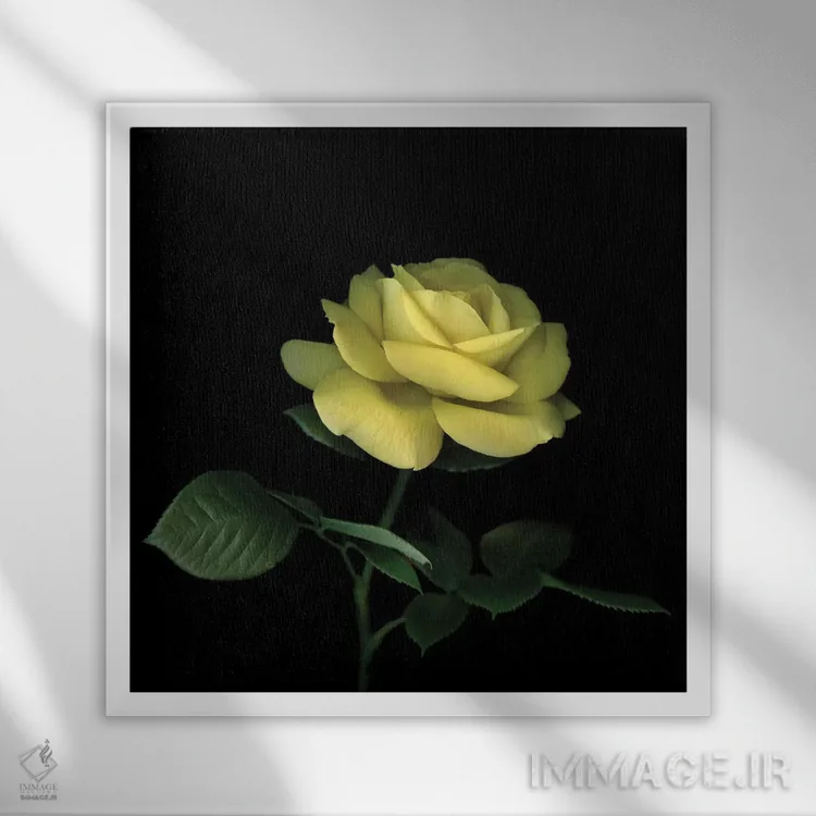 تابلو دکوراتیو رز زرد اول اثر مگدا ایندیگو - نمای قابدار سفید