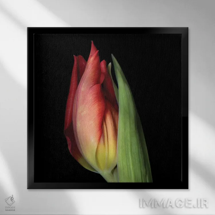 تابلو دکوراتیو لاله بیست ویکم اثر مگدا ایندیگو - نمای قابدار مشکی
