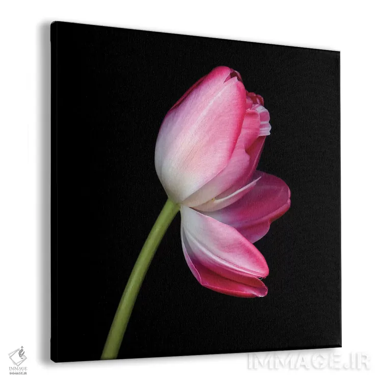 تابلو دکوراتیو لاله دوتایی چهارم اثر مگدا ایندیگو - نمای پرسپکتیو محصول