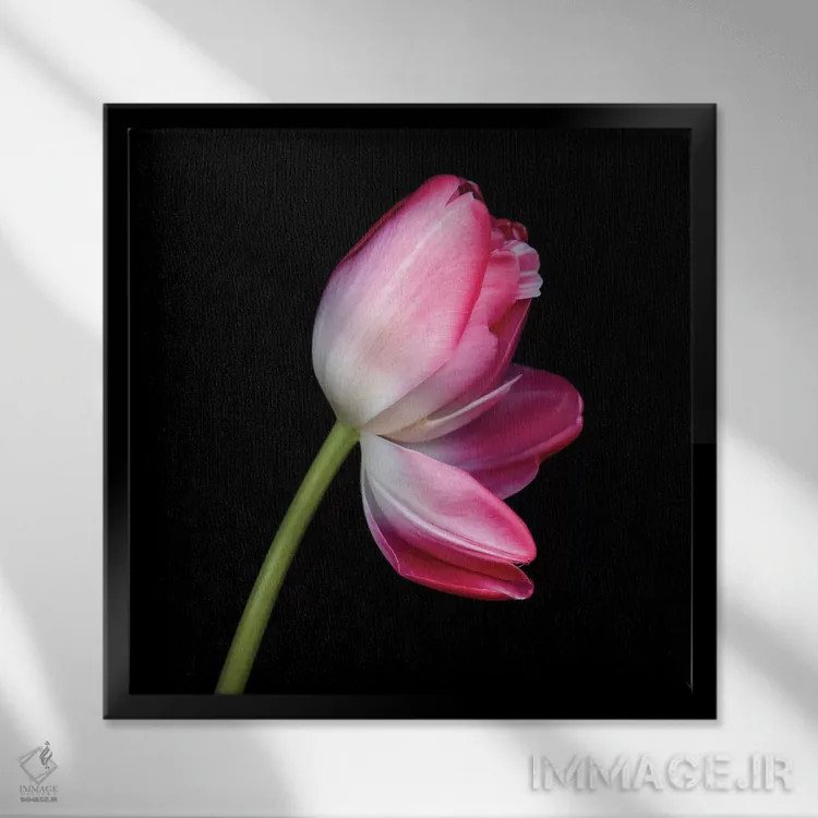 تابلو دکوراتیو لاله دوتایی چهارم اثر مگدا ایندیگو - نمای قابدار مشکی