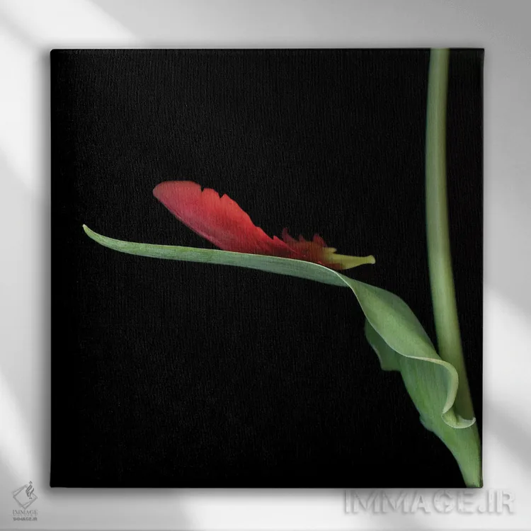 تابلو دکوراتیو لاله طوطی قرمز چهاردهم اثر مگدا ایندیگو - نمای روبهرو روی دیوار