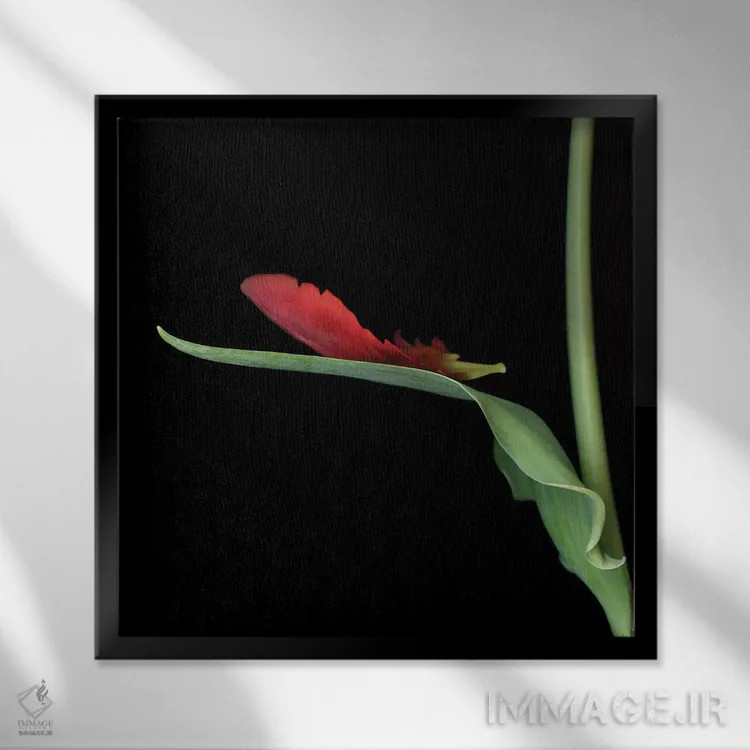تابلو دکوراتیو لاله طوطی قرمز چهاردهم اثر مگدا ایندیگو - نمای قابدار مشکی
