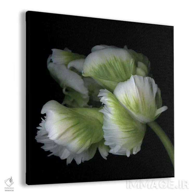 تابلو دکوراتیو لاله های طوطی یازدهم اثر مگدا ایندیگو - نمای پرسپکتیو محصول