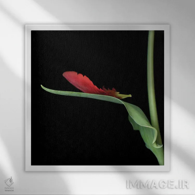 تابلو دکوراتیو لاله طوطی قرمز چهاردهم اثر مگدا ایندیگو - نمای قابدار سفید