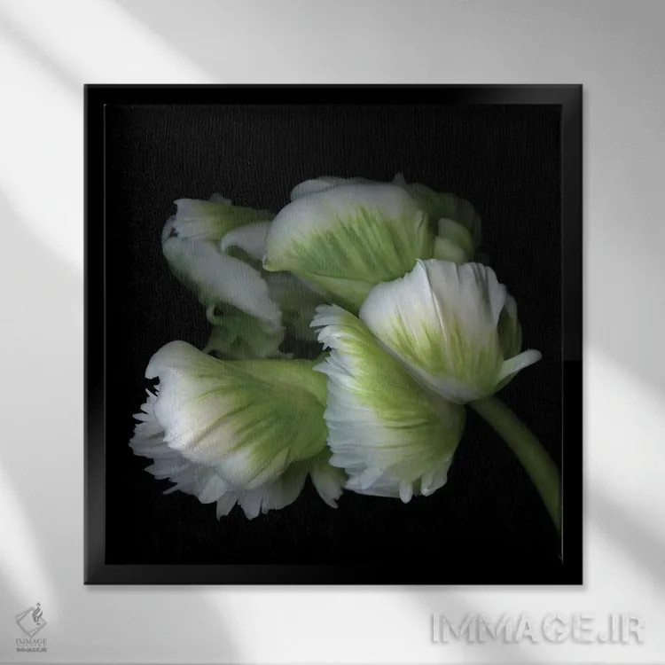 تابلو دکوراتیو لاله های طوطی یازدهم اثر مگدا ایندیگو - نمای قابدار مشکی