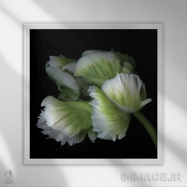 تابلو دکوراتیو لاله های طوطی یازدهم اثر مگدا ایندیگو - نمای قابدار سفید