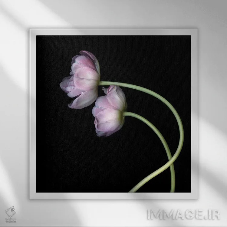 تابلو دکوراتیو لاله های صورتی دوم اثر مگدا ایندیگو - نمای قابدار سفید